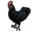 Daemon Chicken icon